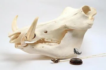 WarthogSkullLookbook.jpg