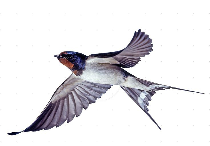 A flock of barn swallows nest beneath the boathouse.