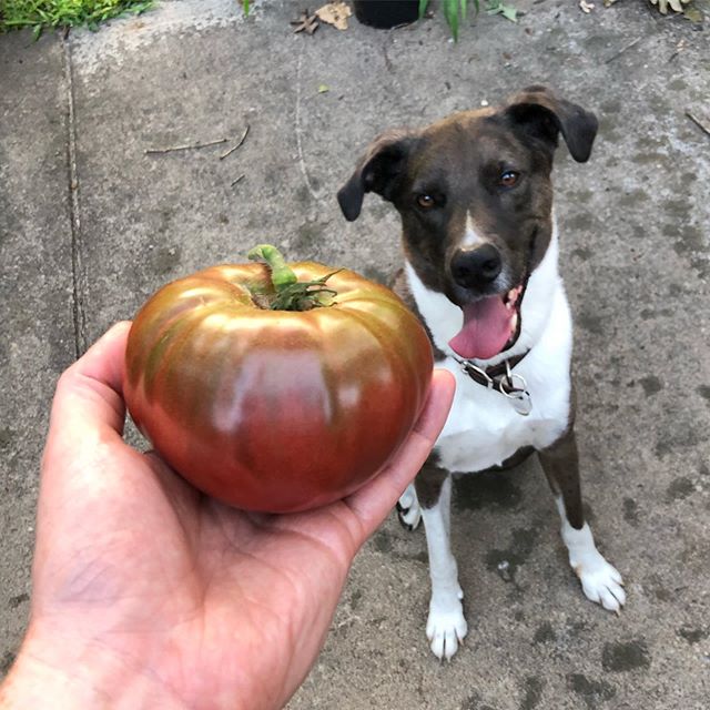 Hammy eyeing my finest tomato to date. A flawless one pound Cherokee Purple!  @nctomatoman