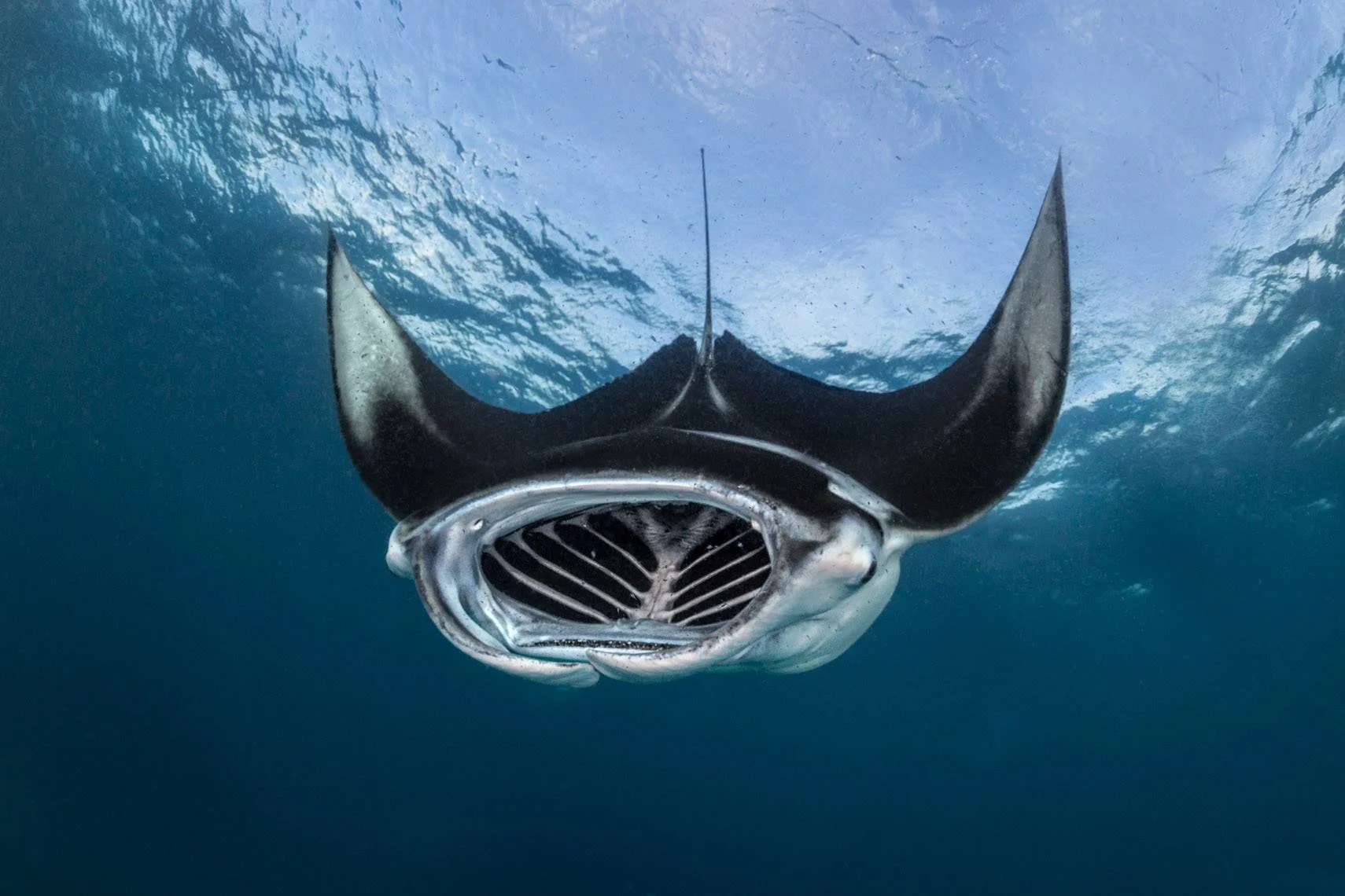 manta.jpg