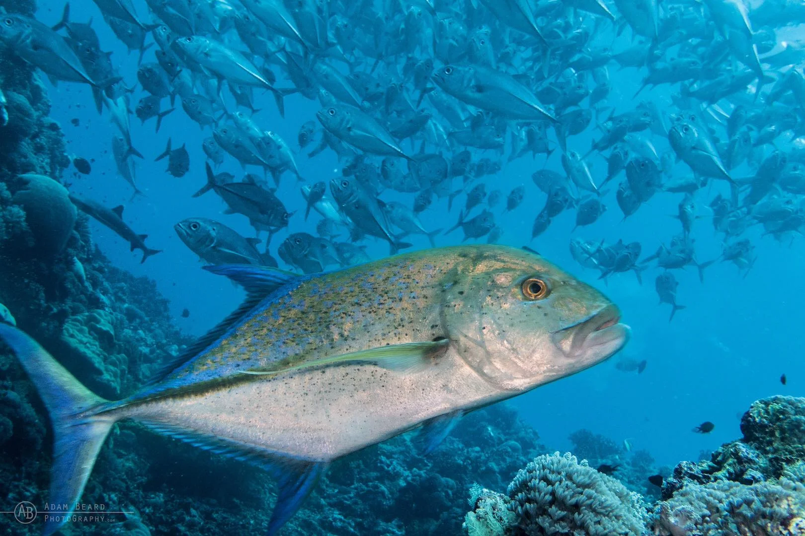 blue fin trevally.jpg