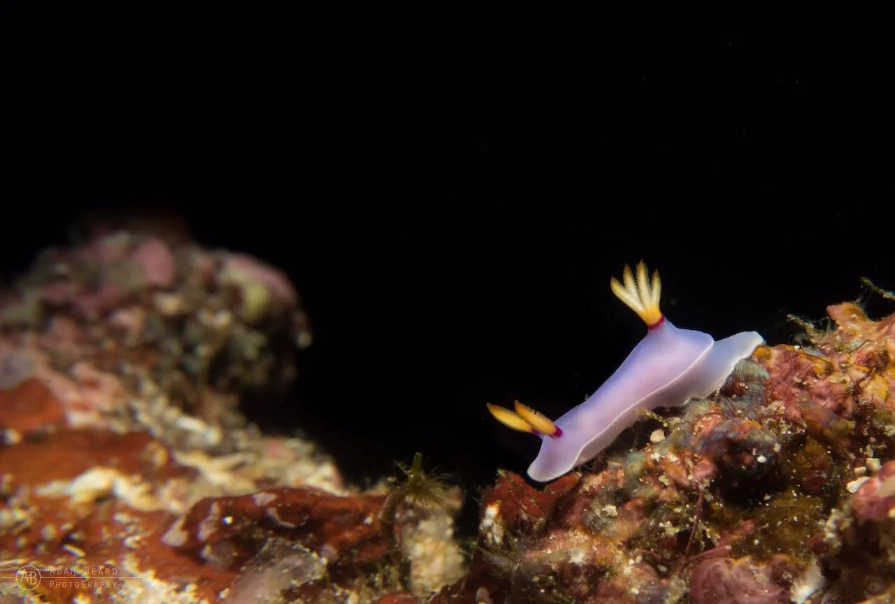 Nudibranch 2.jpg