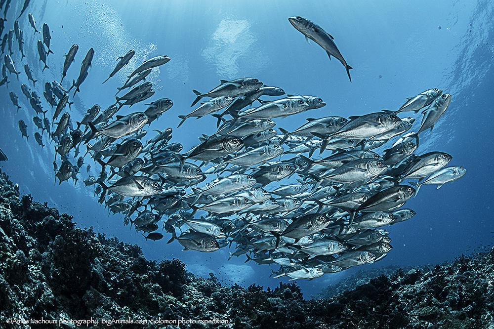 (s) in your face- BigEye jack9195.jpg