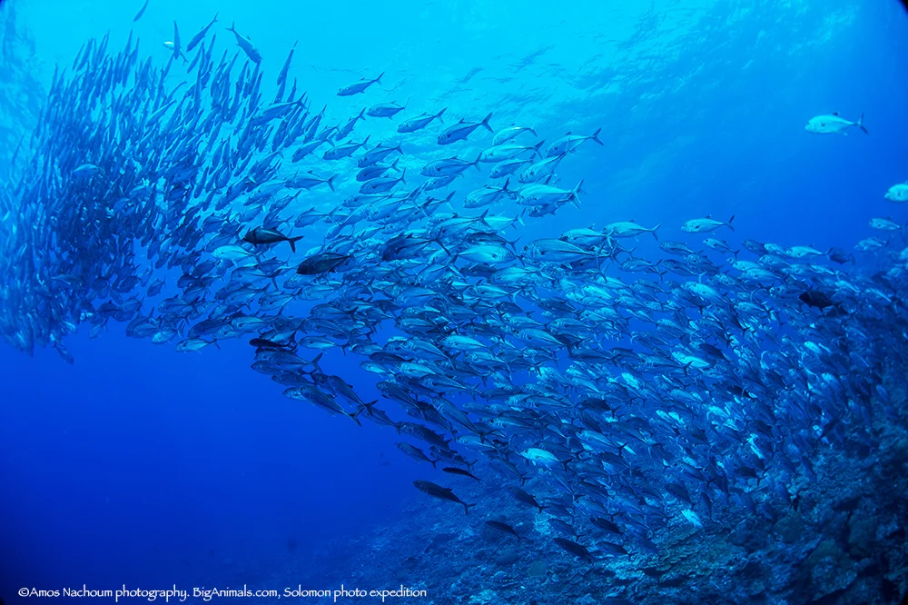 (s) Giant school of BigEye Jack9517.jpg
