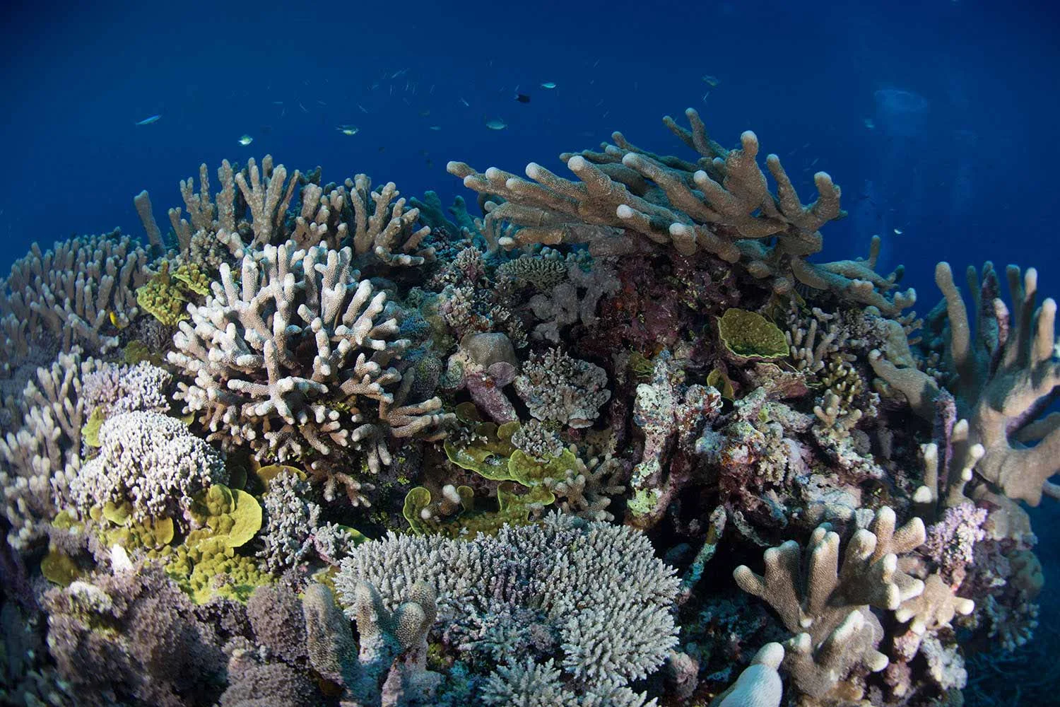 Hard-and-Soft-Coral-Reefs-2.jpg