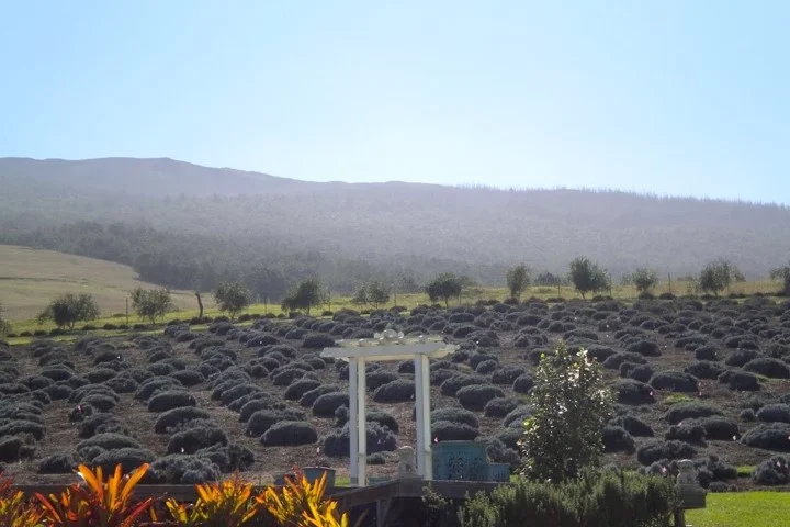 Maui Lavender Field.jpg