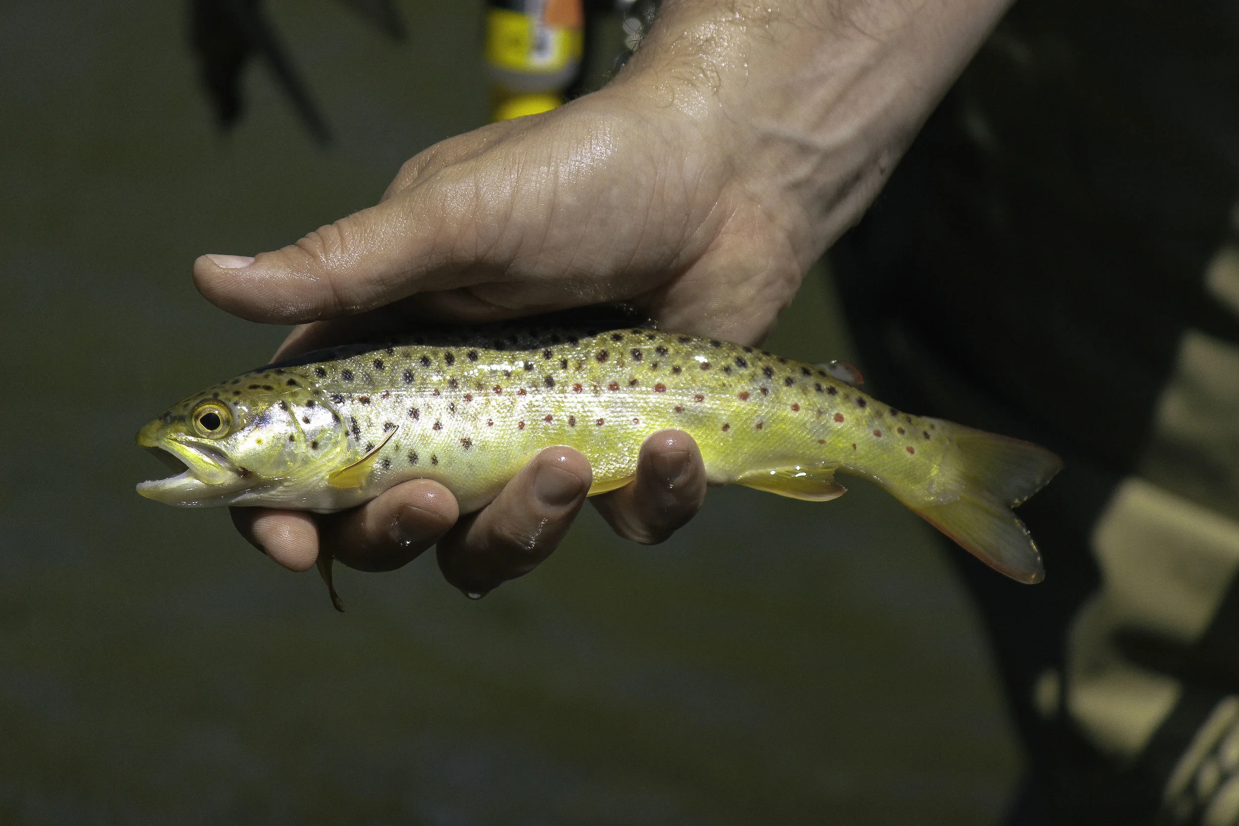 web trout pic 1.jpg