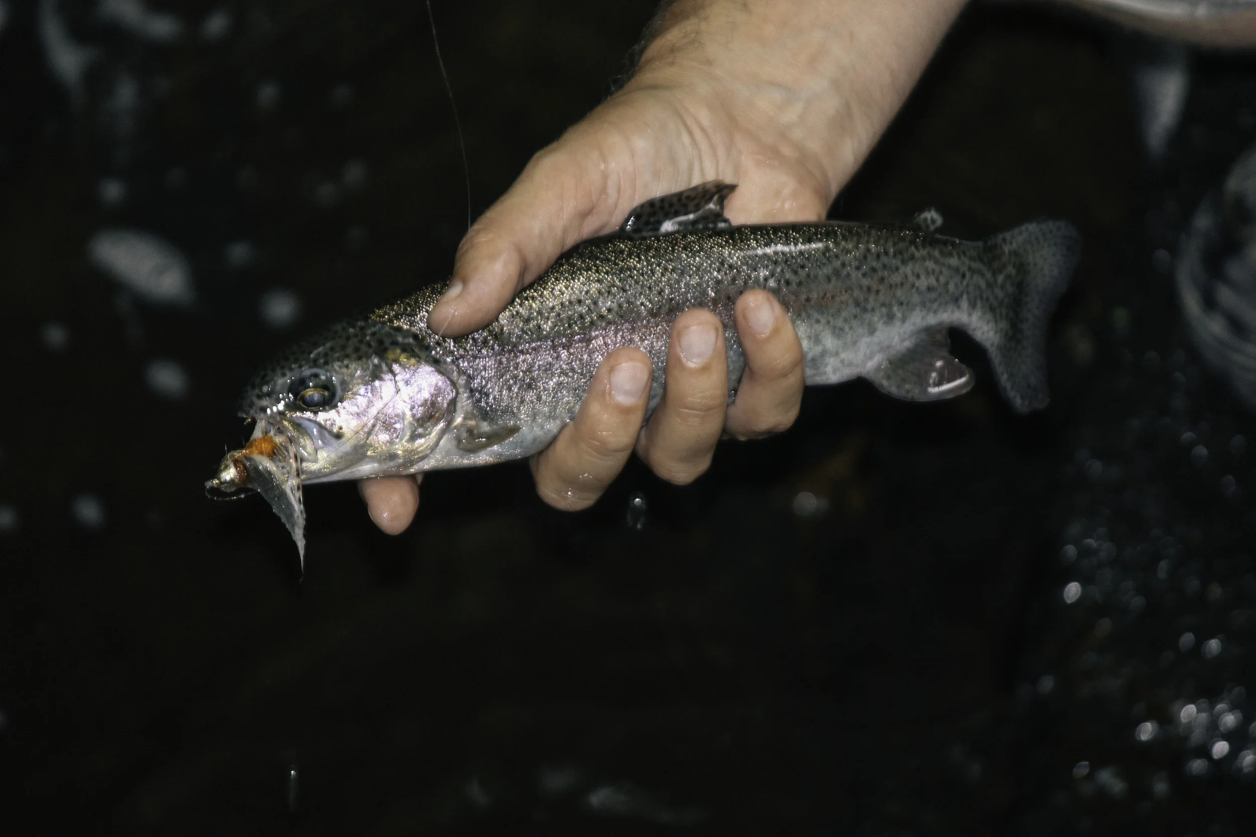 twilight fish 1.jpg