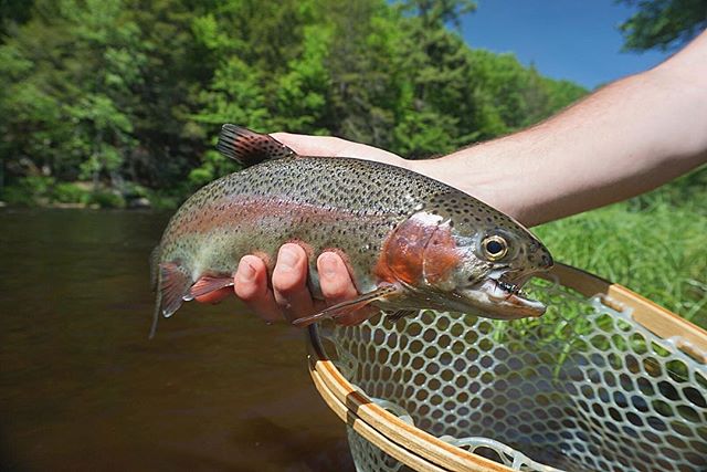 Happy Fourth of July to everyone from the guys at CWC!  Enjoy the holiday and be safe! .
.
.
.
.
.
.
.
#flyfishing #cwcfishingco #flyfishnj #fishing #troutfishing #rainbowtrout #fourthofjuly #america #usa #4thofjuly #july4 #getoutthere #explore #into