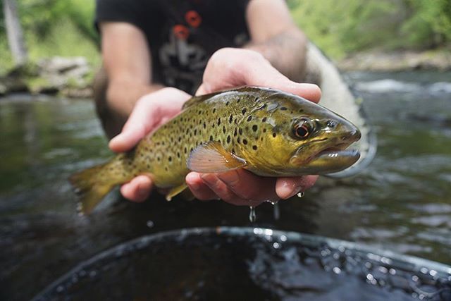 Wild browns .
.
.
.
#flyfishingnation #flyfishing #flyfishingguide #njflyfishing #catchandrelease #flytying #fishing #browntrout #wildtrout #troutfishing #trout #flyfishingjunkie #flyfishingaddict #cwcfishingco #getoutthere #explore #adventure #intot