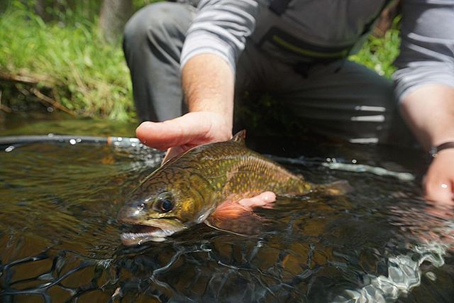 Back the brookie .
.
.
.
.
.
#flyfishing #fishing #troutfishing #brookie #brooktrout #catchandrelease #backthebrookie #nativebrookie #flyfishingnation #char #newjersey #catchmeoutside #getoutdoors #cwcfishingco #getoutthere #flyfishingguide #flyfishi