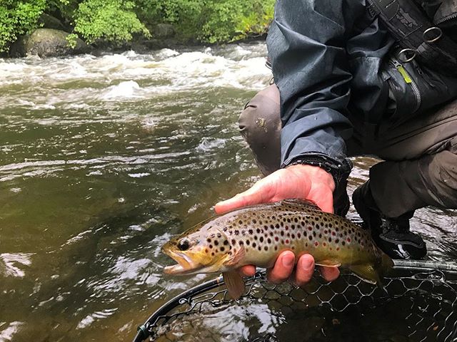 Summer showers have the rivers flowing great. Our resident trout certainly don&rsquo;t mind. .
.
.
.
.
#fishing #flyfishingnation #flyfishing #flyfishingguide #catchandrelease #flytying #fishing #browntrout #wildtrout #troutfishing #trout #flyfishing