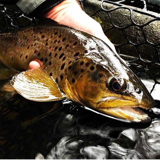 Chris (@fish_and_eat) has been getting out there and finding some healthy browns by chucking streamers. How&rsquo;s your late fall/early winter fishing going? .
.
.
.
.
.
.
#njfishing #flyfishingnation #flyfishing #flyfishingguide #njflyfishing #catc
