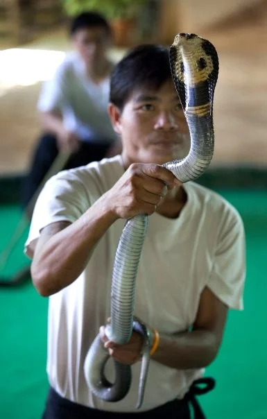 Snake handler, Chiang Mai, Thailand.