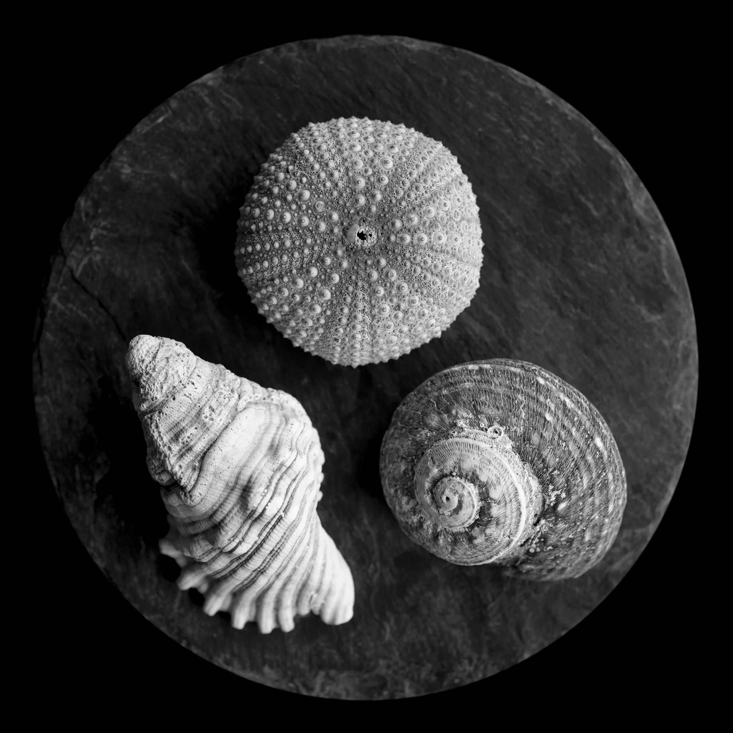 Shell Study, after Max Dupain.