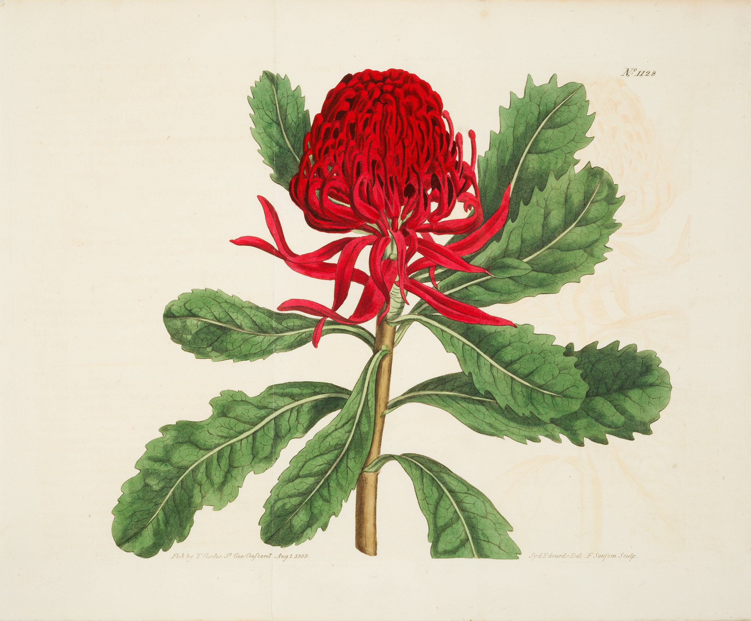 Curtis'-Botanical-Magazine-1790-1835_002.jpg