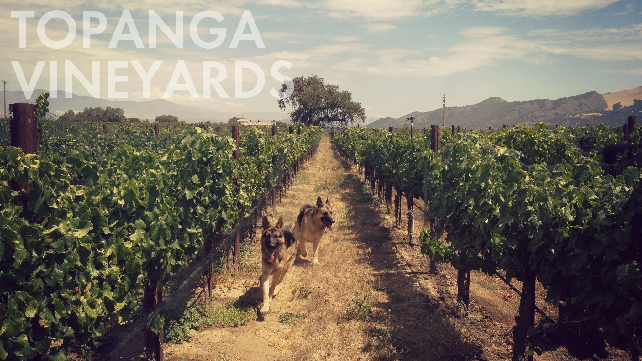 topanga vineyards home copy.jpg
