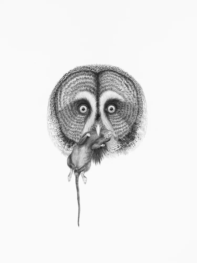 Strix Nebulosa (Great Grey Owl)