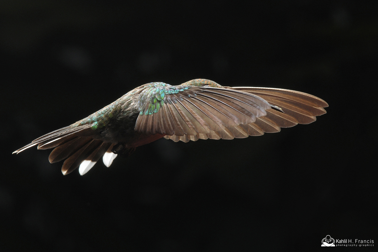 Red Billed Streamertail - female