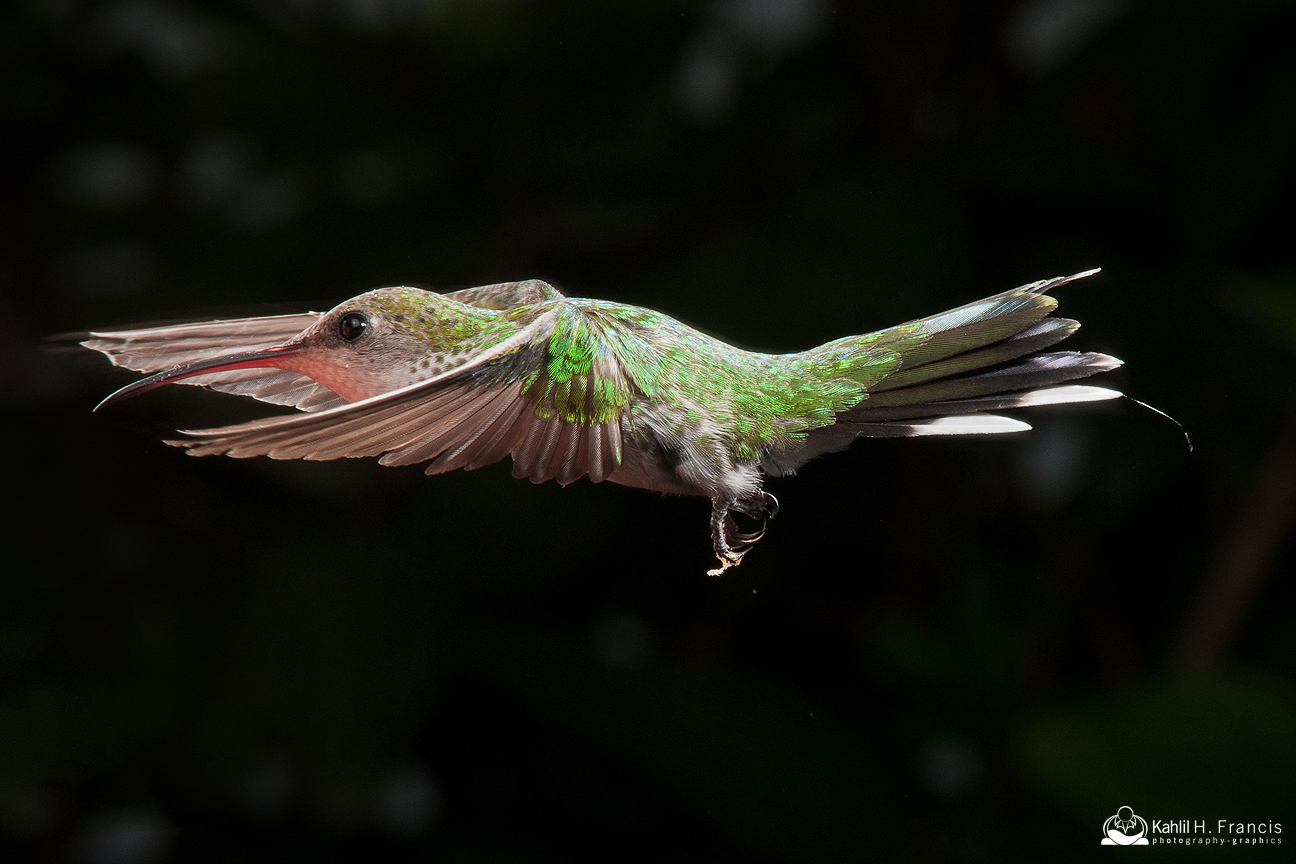 Red Billed Streamertail - female