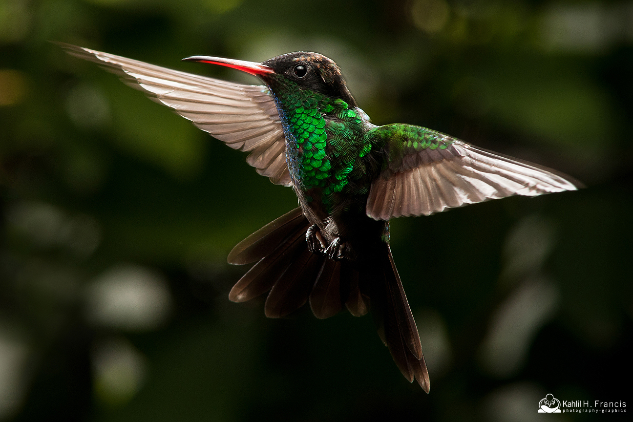 Red Billed Streamertail - male