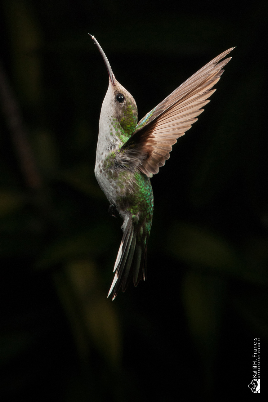 Red Billed Streamertail - female