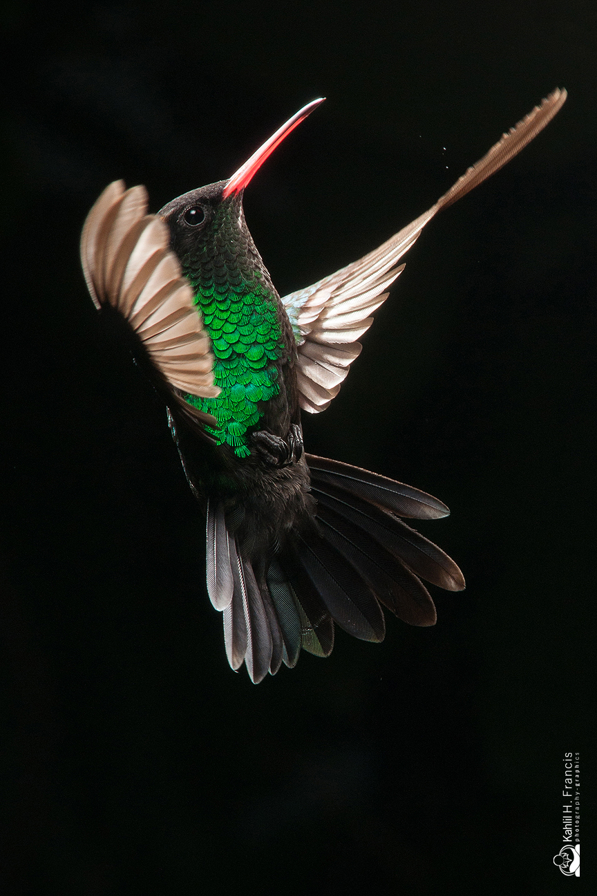 Red Billed Streamertail - male