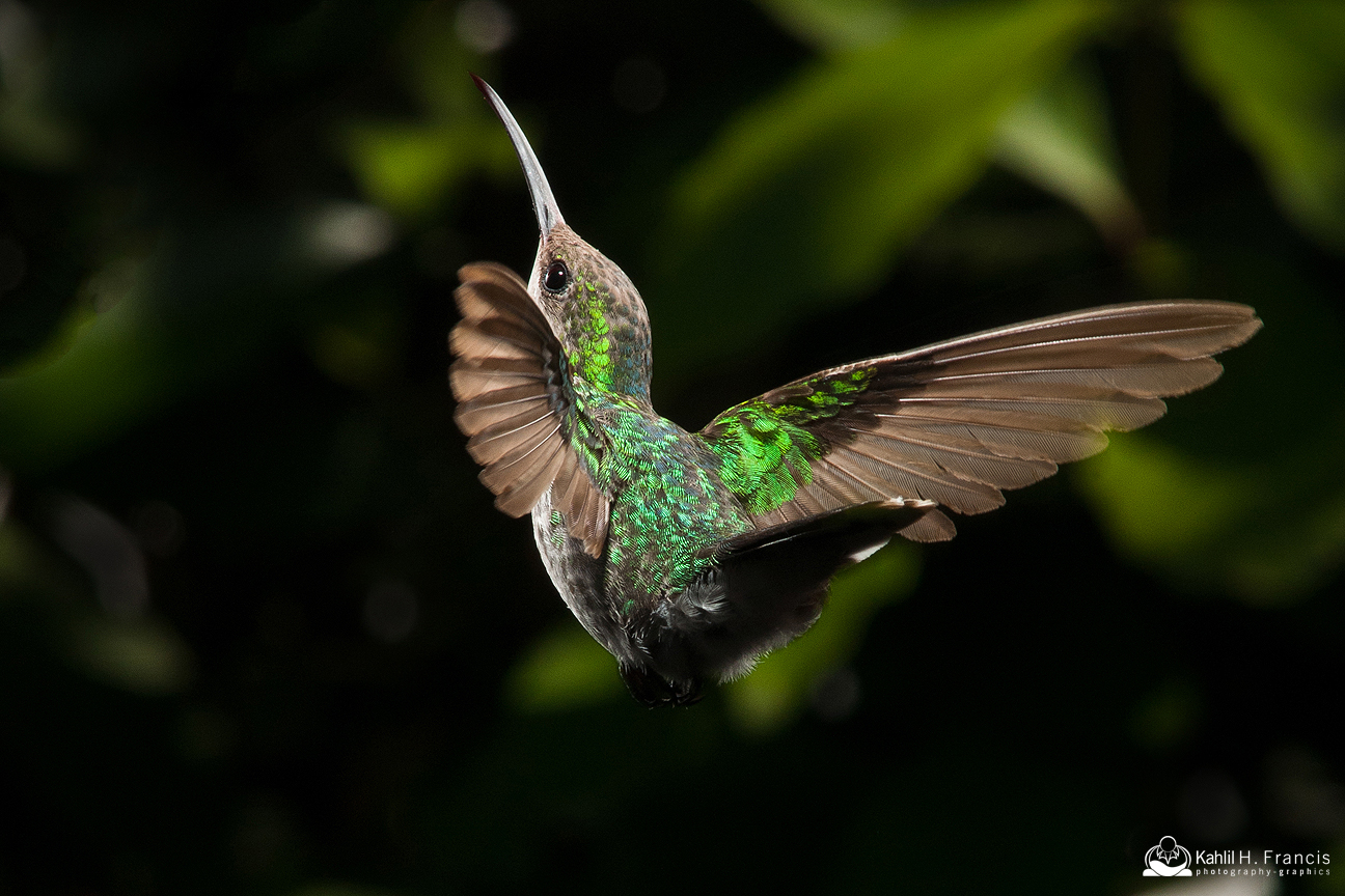 Red Billed Streamertail - female