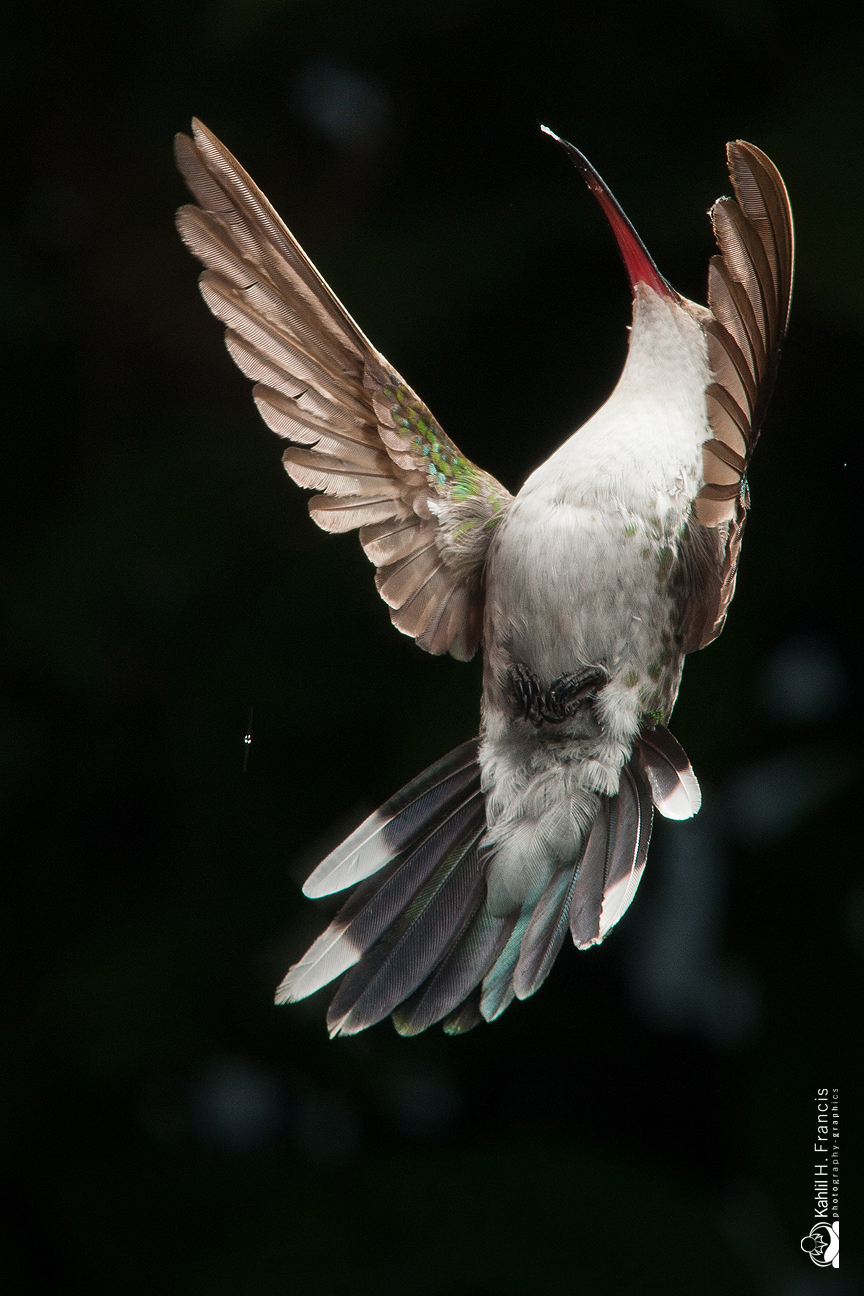 Red Billed Streamertail - female