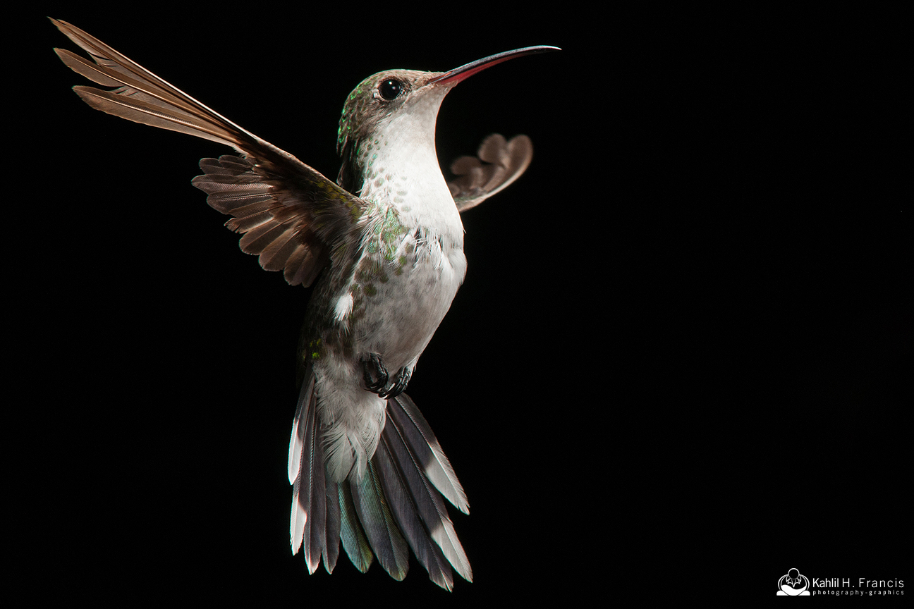 Red Billed Streamertail - female