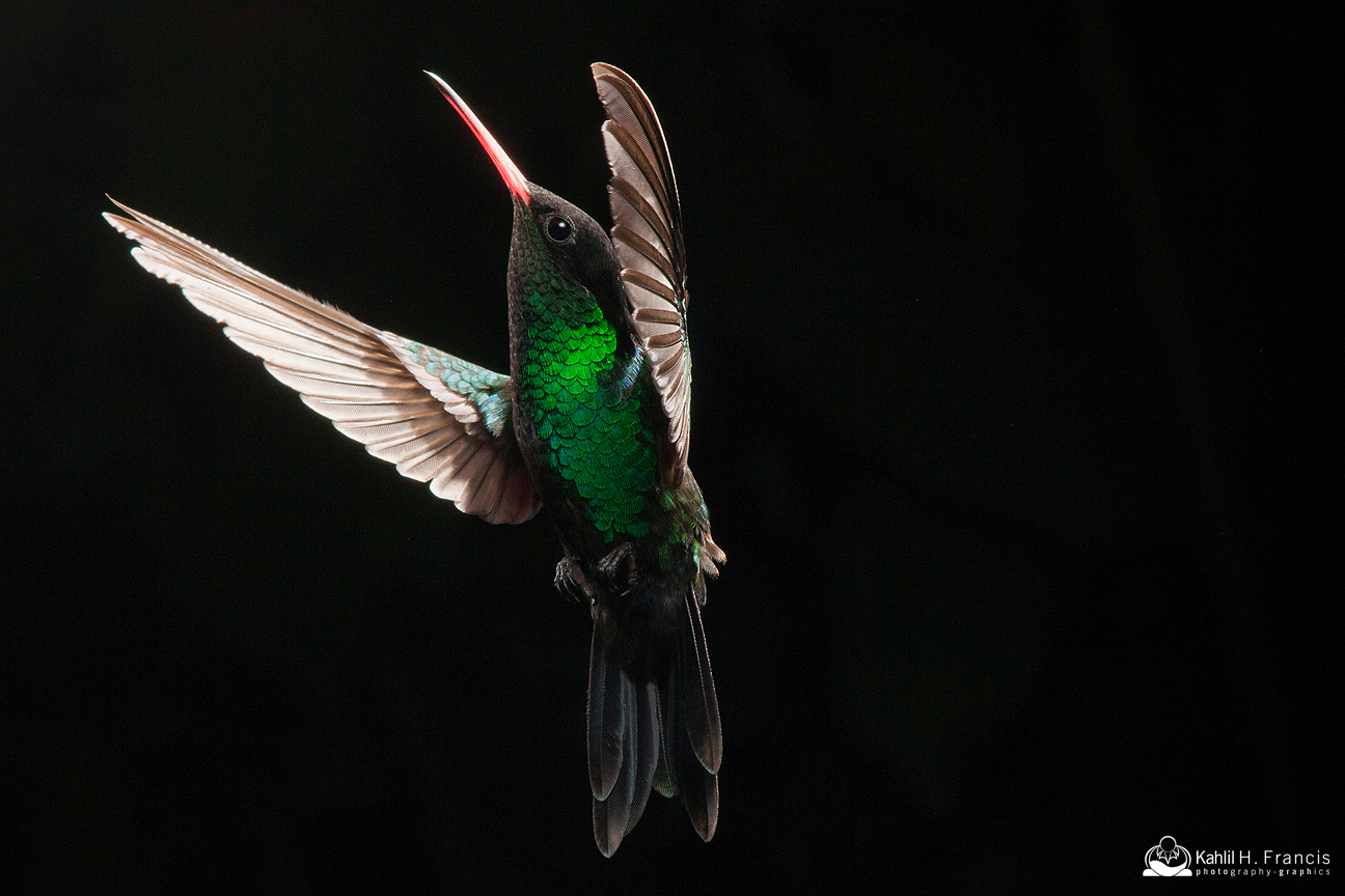 Red Billed Streamertail - male