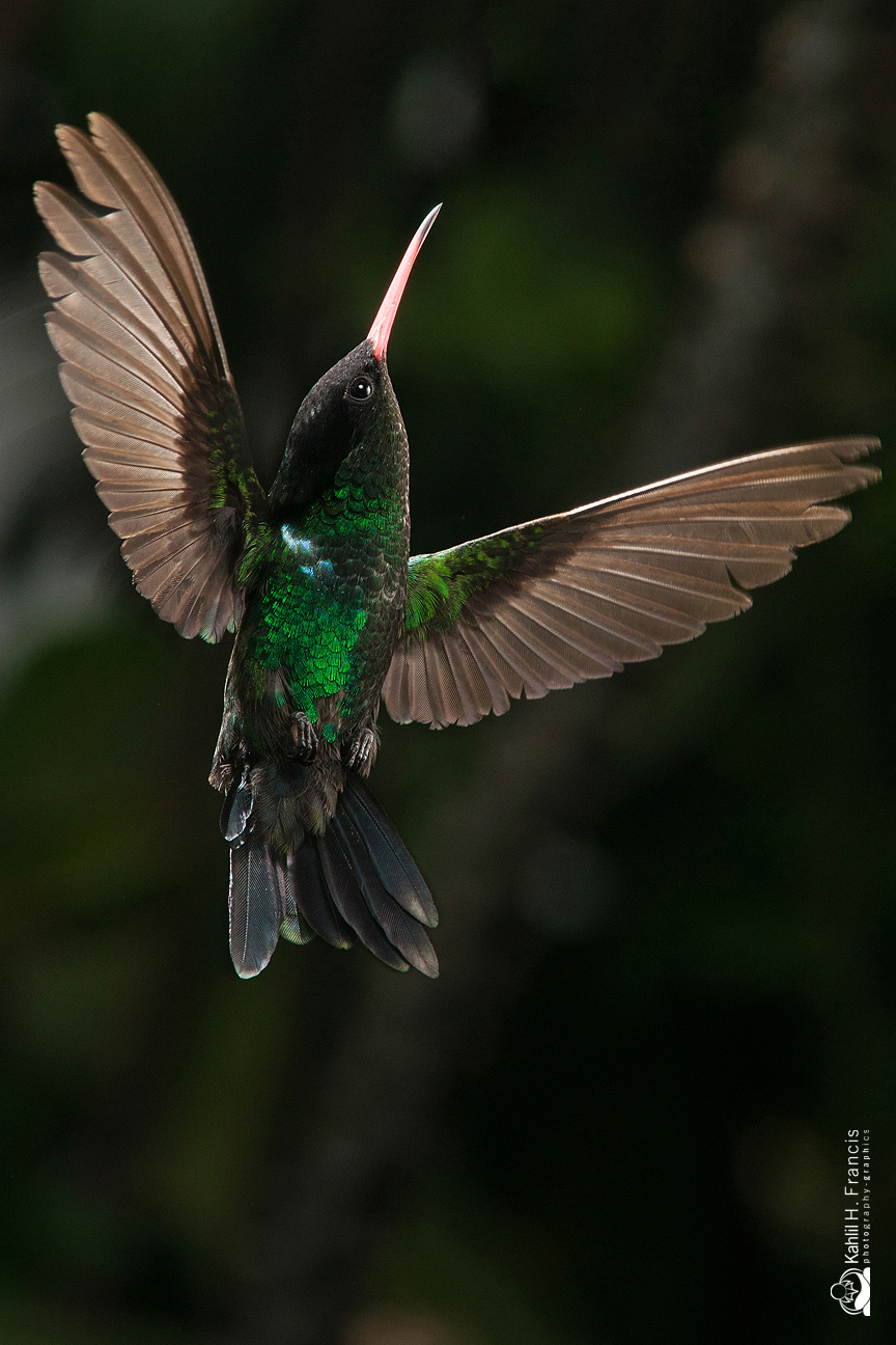 Red Billed Streamertail - male