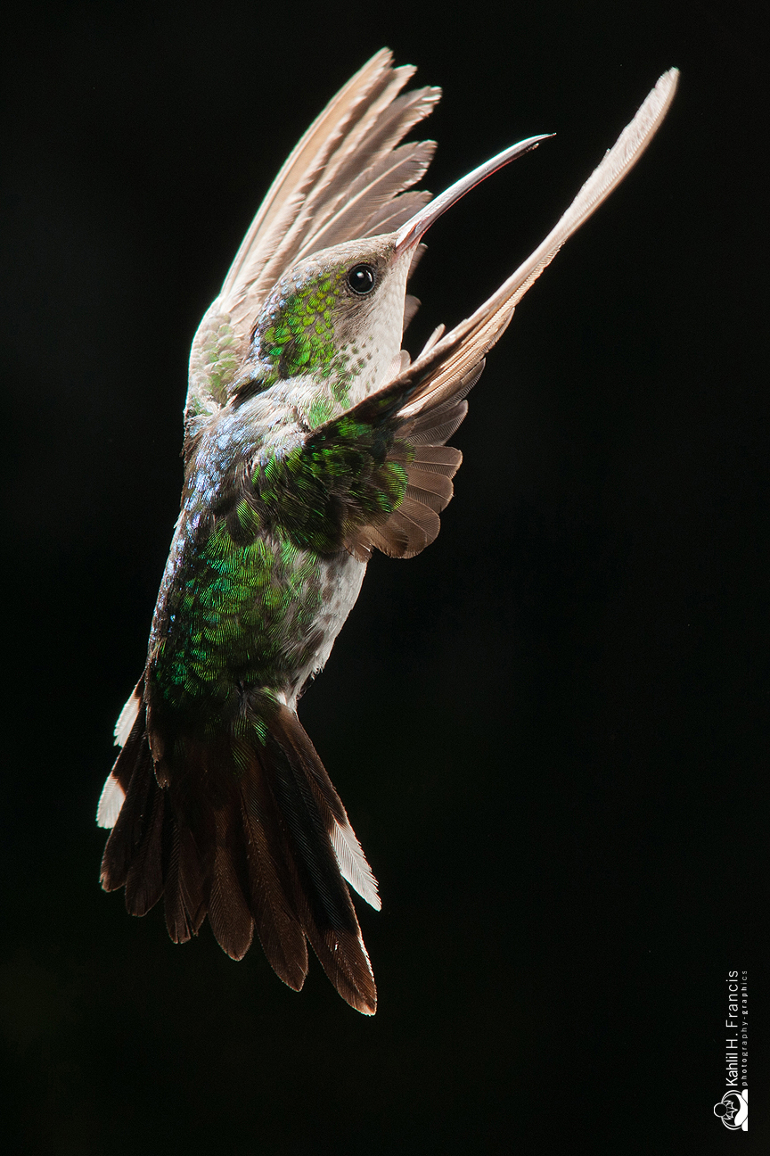 Red Billed Streamertail - female