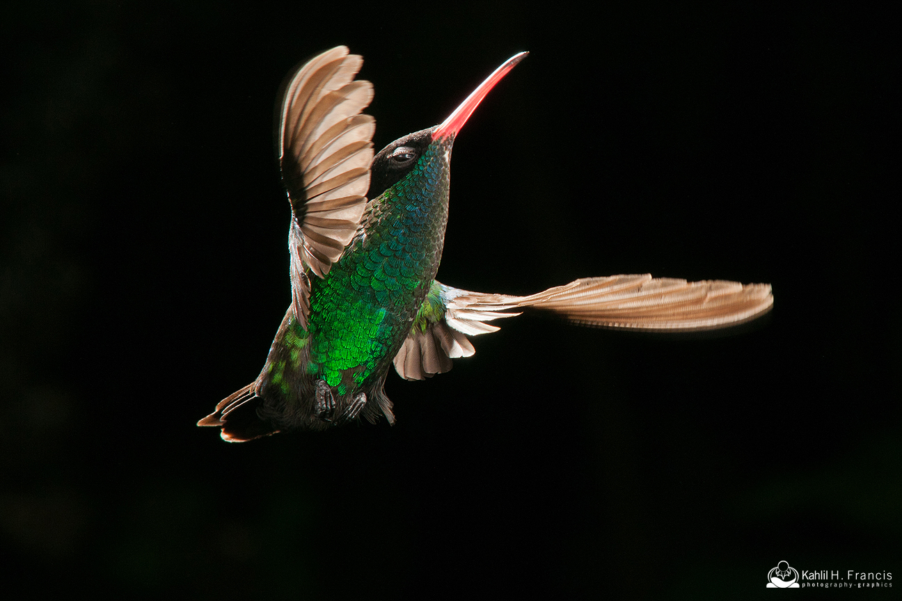 Red Billed Streamertail - male