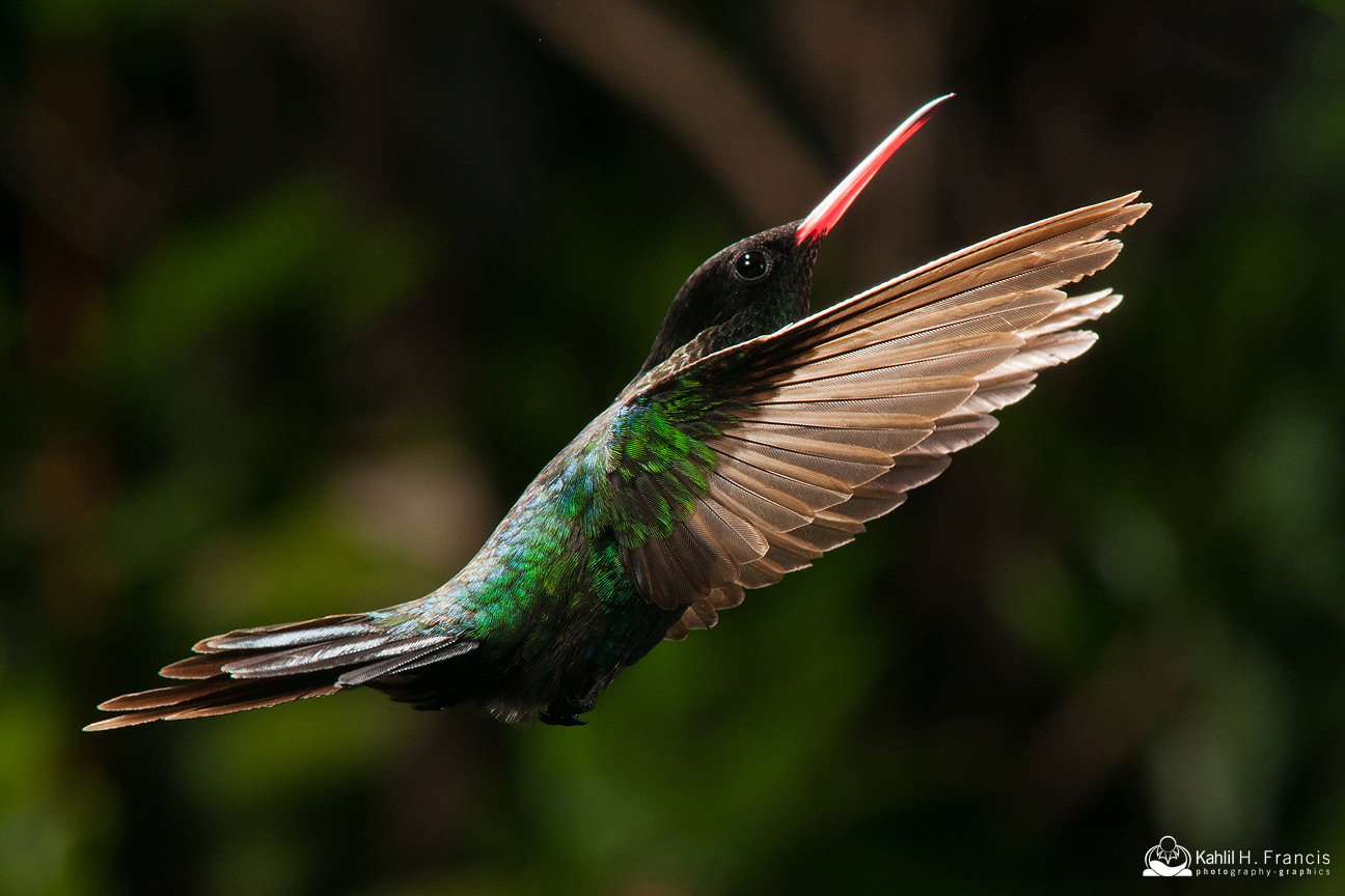 Red Billed Streamertail - male