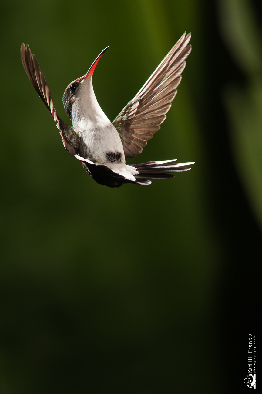 Red Billed Streamertail - female