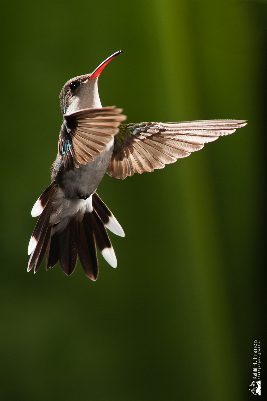 Red Billed Streamertail - female