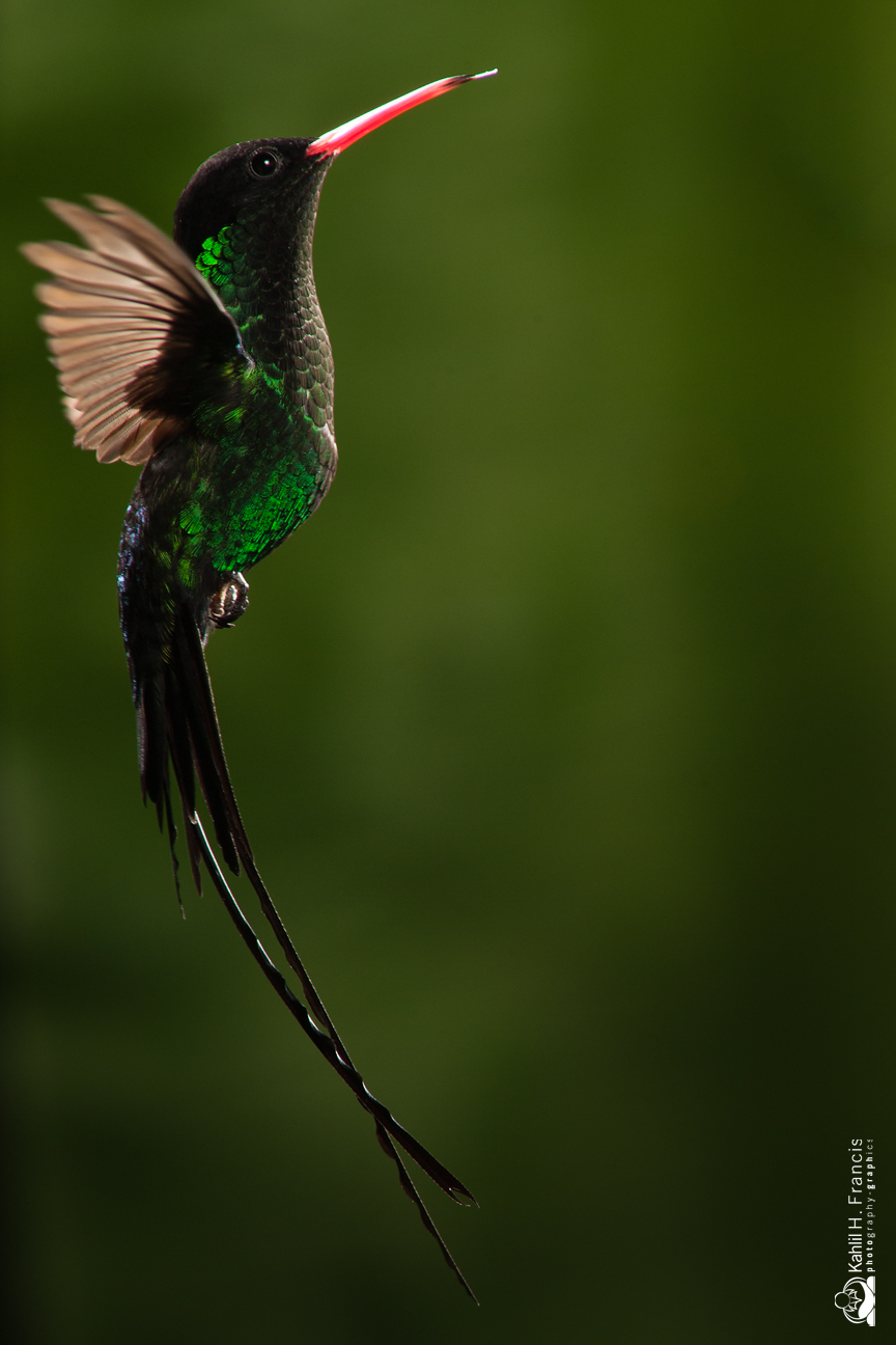 Red Billed Streamertail - male