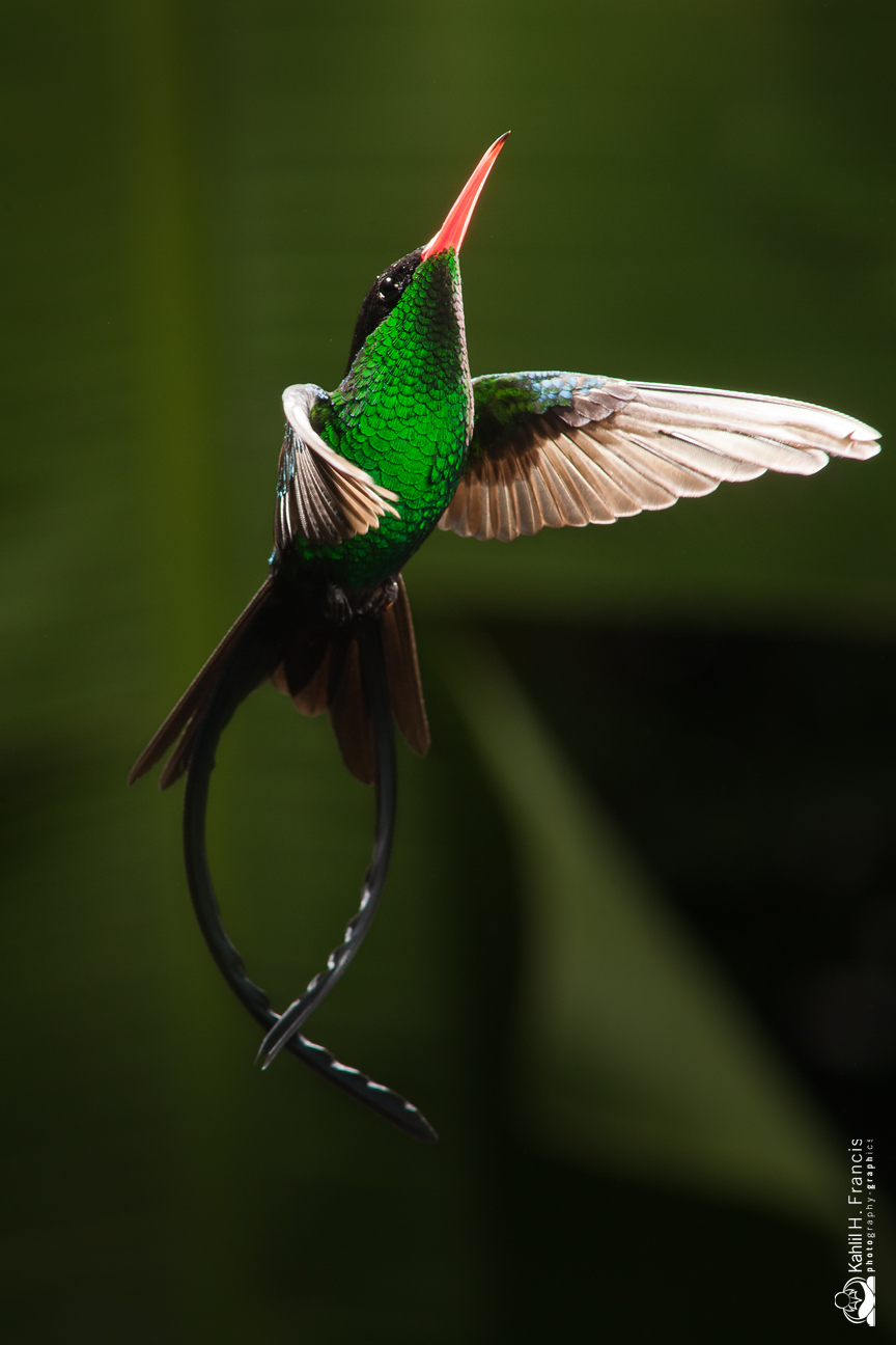 Red Billed Streamertail - male