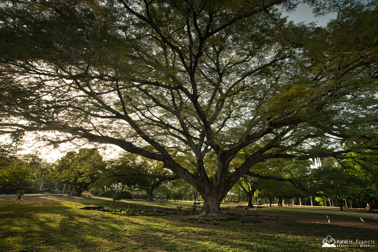 The Big Tree