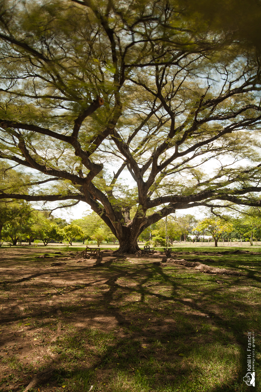 The Big Tree