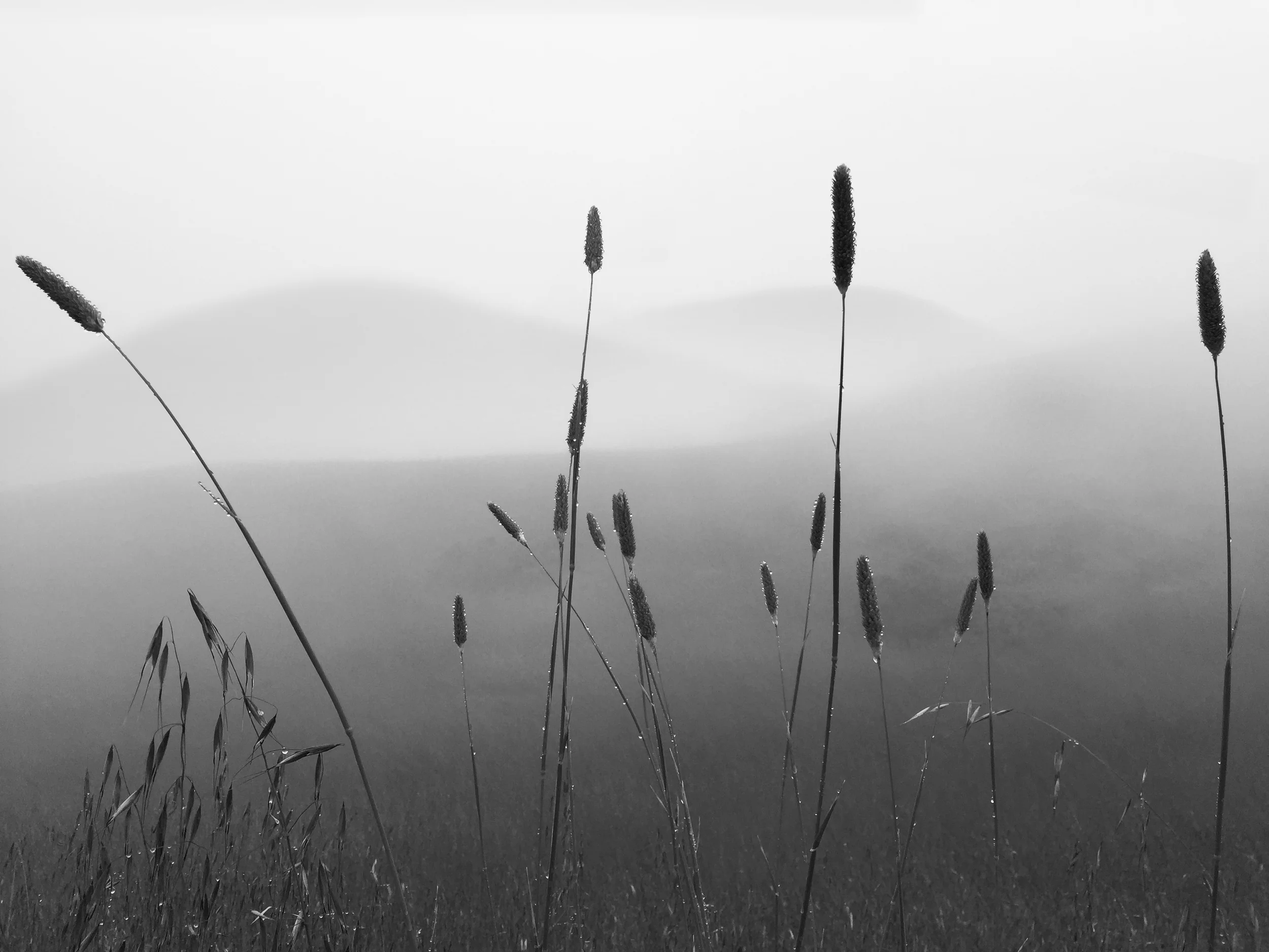 Silent Hill, 2014. Shot with iPhone 6