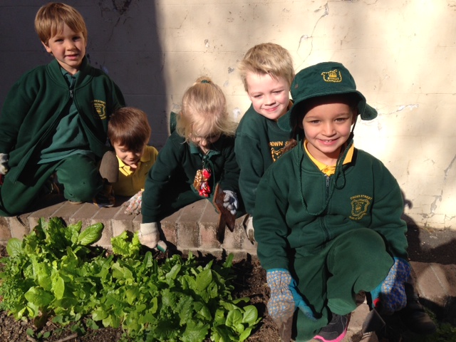 Amongst the delicious Misticanza Lettuce were lots of tiny weeds, all carefully dealt with by these guys