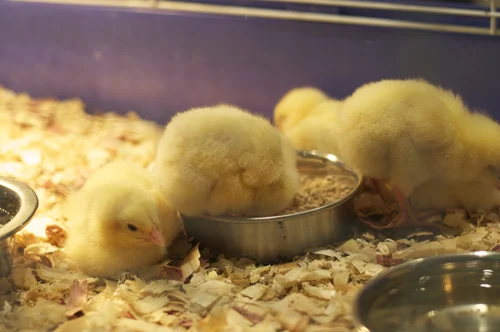 Agriculture in the City 2015