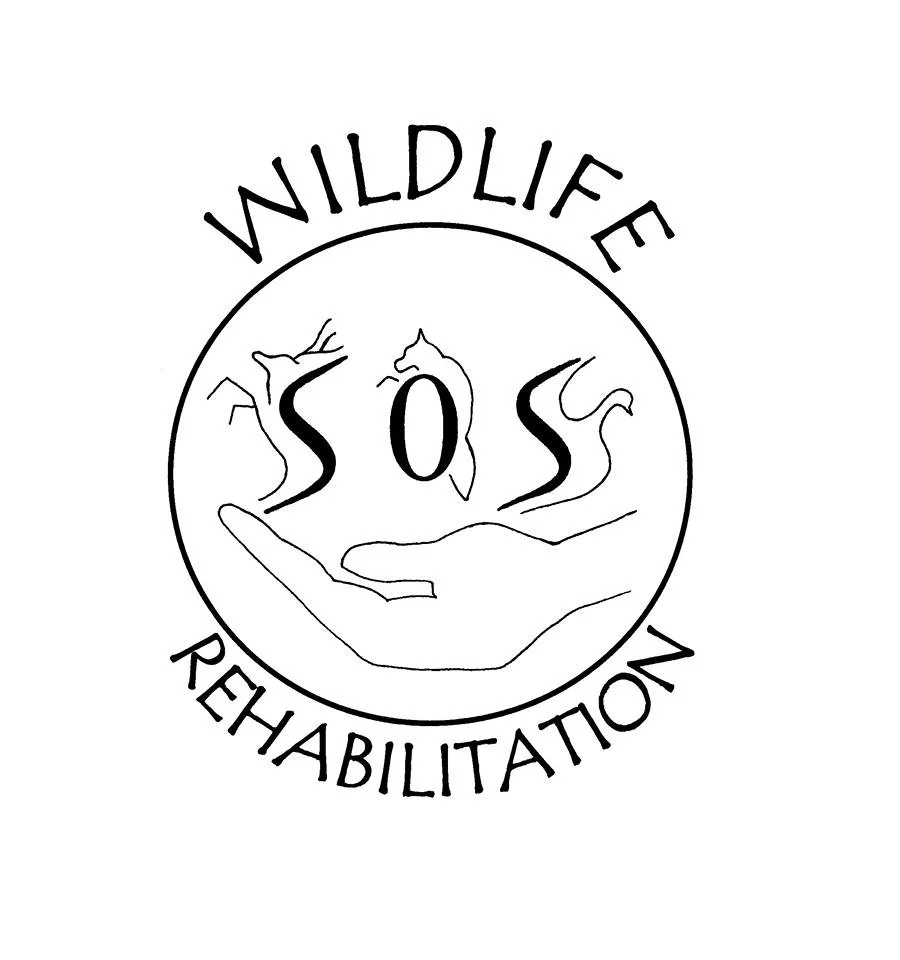 FALCONS AND OWLS AND SNAKES, OH MY!