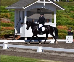 Dressage at DevonWood 2017
