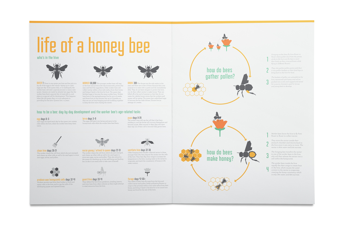 This spread gives the background to the lives of honey bees, and the roles that each type of bee plays within the hive.