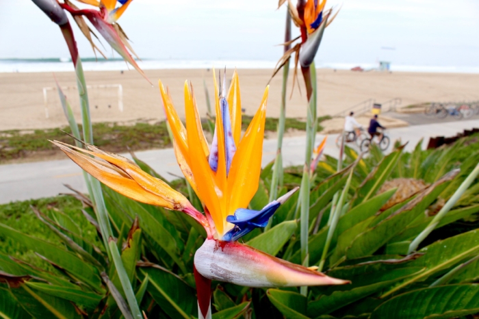 Bikers Enjoying a Beautiful Ride Along the Strand in Manhattan Beach