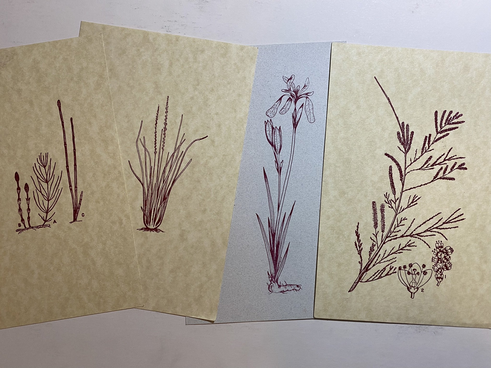 Botanical prints 3.jpeg