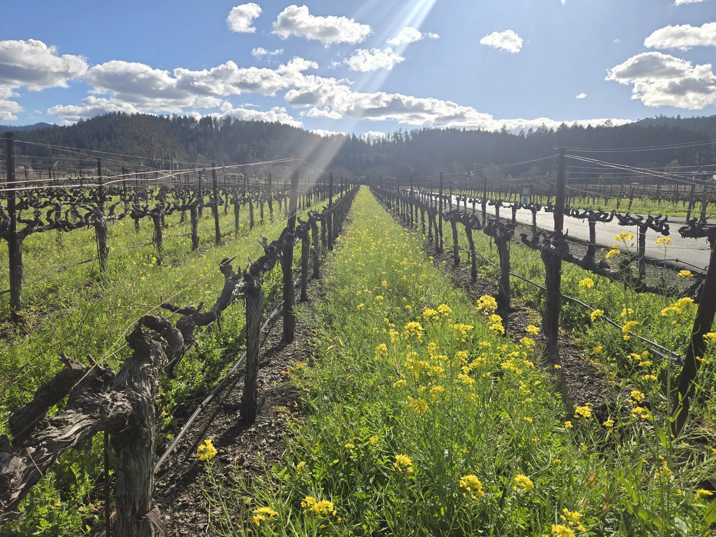 Why Mustard Blooms in Napa Valley Vineyards Every Spring
